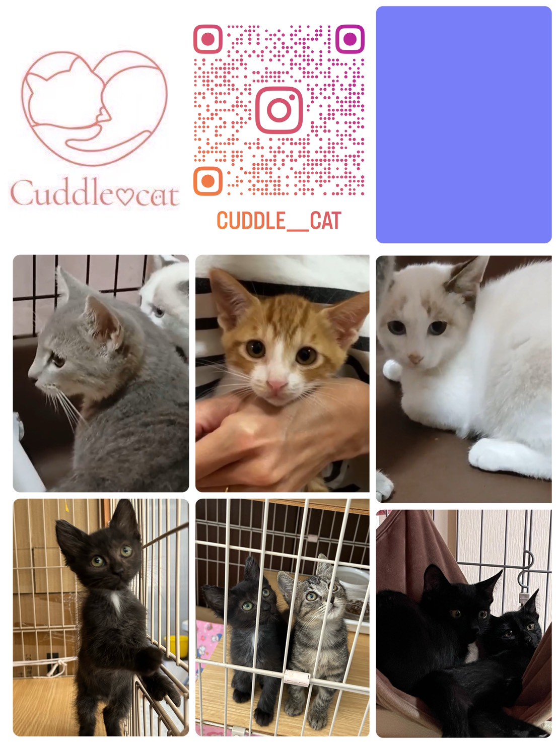 保護猫たちの様子